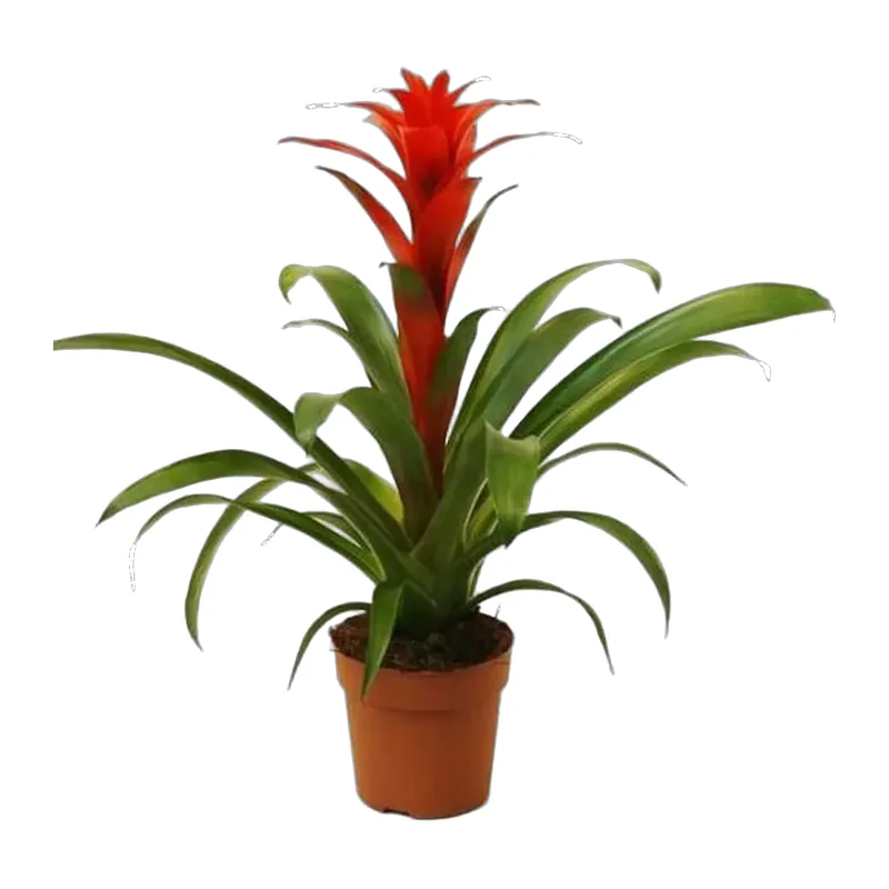 Guzmania Bitkisi