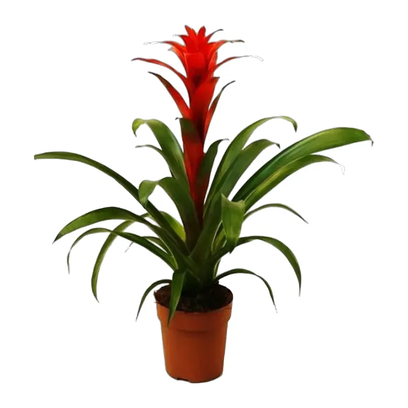 Guzmania Bitkisi