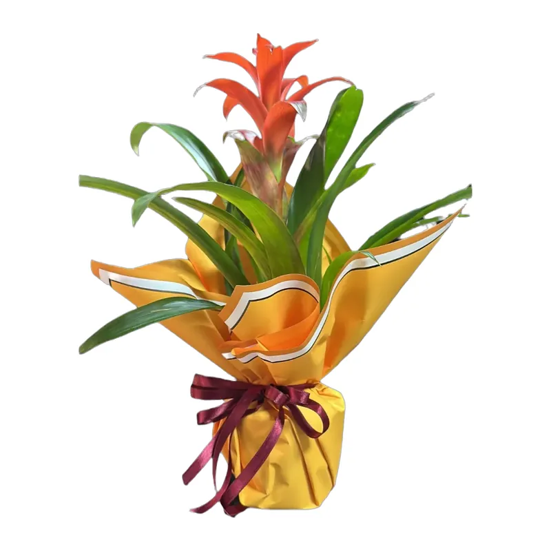 Guzmania Bitkisi Altın Ambalajlı