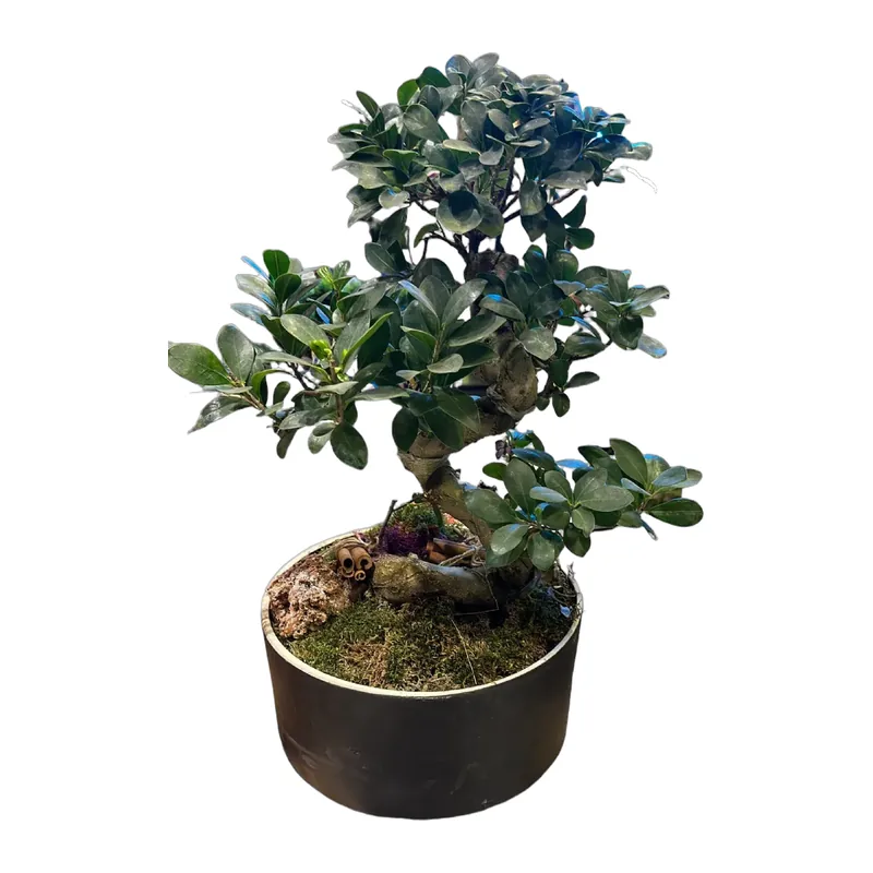 Ginseng Mikrokarpa Bonsai