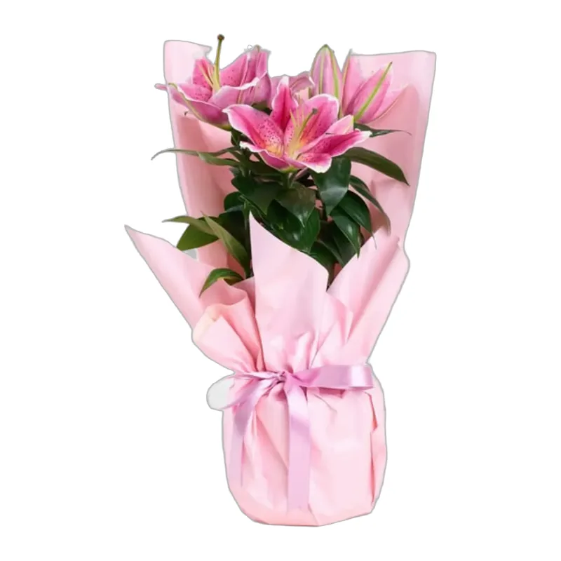 Pembe Lilyum Bitkisi – 2. fotoğraf