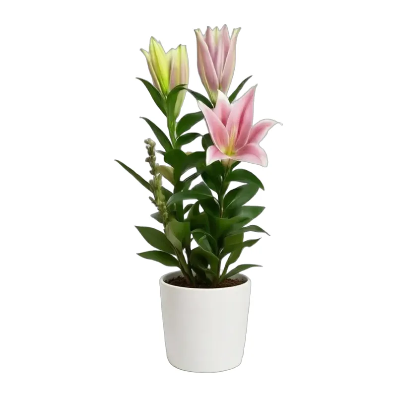 Beyaz Seramikte Pembe Lilyum Bitkisi